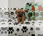 Small #1 Mutt