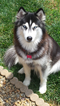 Small Photo #1 Siberian Husky Puppy For Sale in MORRISTOWN, TN, USA