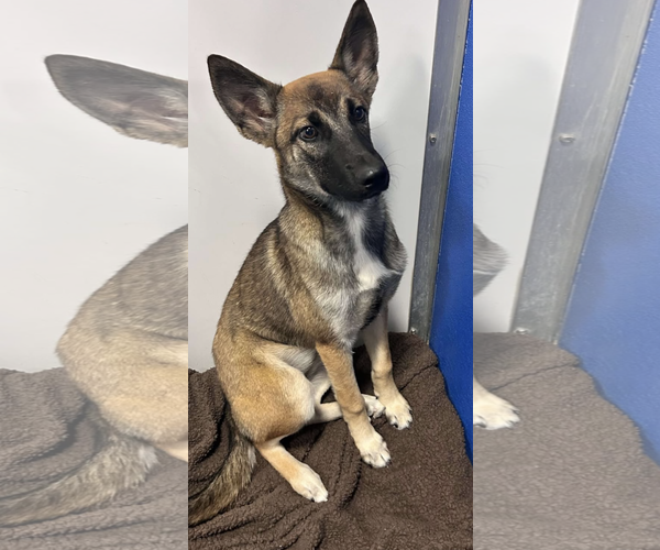 Medium Photo #1 German Shepherd Dog Puppy For Sale in Kankakee, IL, USA