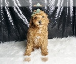 Small #2 Poodle (Miniature)