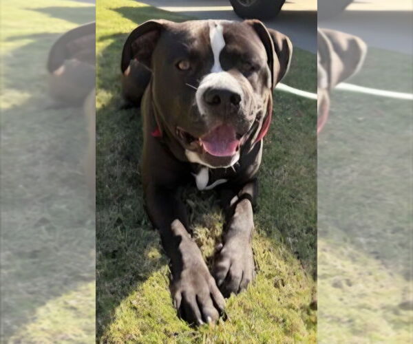 Medium Photo #6 American Staffordshire Terrier-Unknown Mix Puppy For Sale in Lake Forest, CA, USA