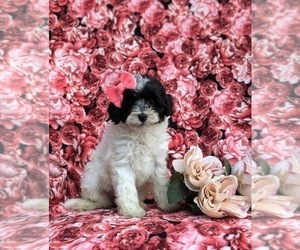 Poovanese Puppy for sale in PEACH BOTTOM, PA, USA