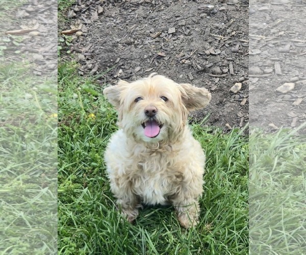 Medium Photo #5 Shih-Poo Puppy For Sale in Rochester, NY, USA