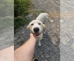 Small #1 Great Pyrenees-Retriever  Mix