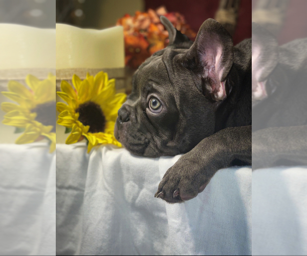 Medium Photo #2 French Bulldog Puppy For Sale in WOODBRIDGE, VA, USA