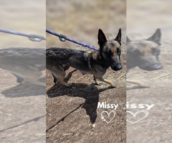 Medium Photo #4 German Shepherd Dog-Unknown Mix Puppy For Sale in Monte Vista, CO, USA