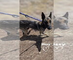 Small #3 German Shepherd Dog Mix
