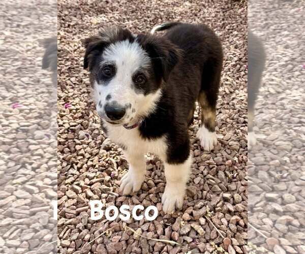 Medium Photo #2 Border-Aussie Puppy For Sale in Cave Creek, AZ, USA