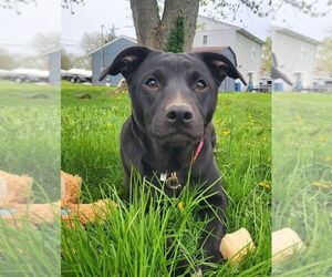 American Pit Bull Terrier-Unknown Mix Dogs for adoption in Germantown, OH, USA