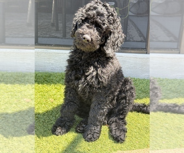 Medium Photo #18 Goldendoodle Puppy For Sale in GIBSONTON, FL, USA