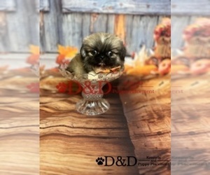 Medium Pekingese