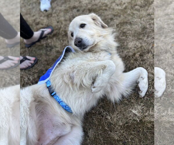 Medium Photo #4 Great Pyrenees Puppy For Sale in Dallas, TX, USA