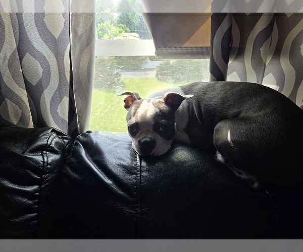 Medium Photo #1 Boston Terrier Puppy For Sale in ROCHESTER, NH, USA
