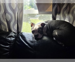 Mother of the Boston Terrier puppies born on 06/14/2025