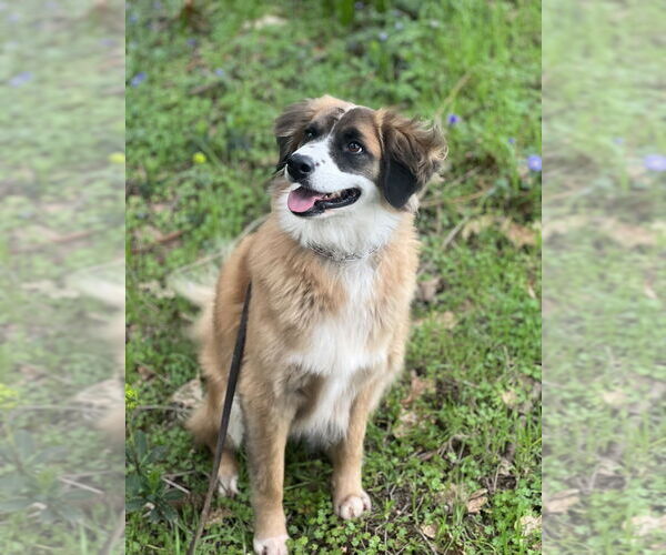 Medium Photo #6 Australian Shepherd-Unknown Mix Puppy For Sale in Dana Point, CA, USA