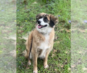 Alphie - Male Australian Shepherd-Unknown Mix Dog for Adoption - Photo #6