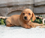 Small #1 Dachshund