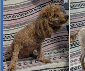 Father of the Poodle (Toy) puppies born on 12/27/2024