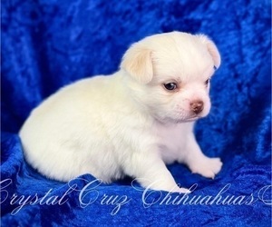 Chihuahua Puppy for sale in GLENDALE, AZ, USA