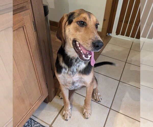 Medium Photo #4 Mutt Puppy For Sale in Vail, AZ, USA