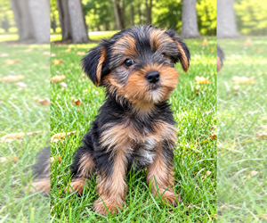 Yorkshire Terrier Puppy for sale in FAIR HAVEN, MI, USA