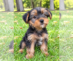 Image preview for Ad Listing. Nickname: Winston