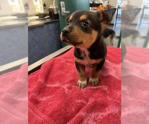 Australian Cattle Dog-Chihuahua Mix Dogs for adoption in Globe, AZ, USA