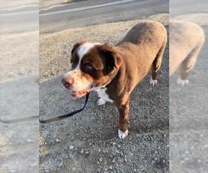 Australian Shepherd Dogs for adoption in Norco, CA, USA