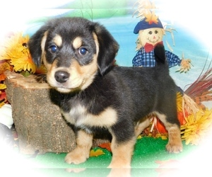 Dachshund-Pomsky Mix Puppy for sale in HAMMOND, IN, USA