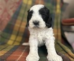 Puppy Madame Morrible Australian Labradoodle