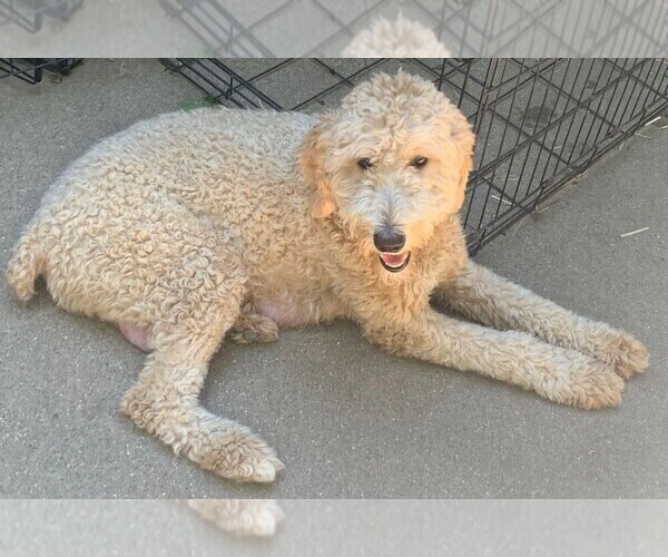 Medium Photo #1 Aussiedoodle-Goldendoodle Mix Puppy For Sale in SOUTHFIELD, MI, USA