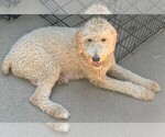 Small Photo #1 Aussiedoodle-Goldendoodle Mix Puppy For Sale in SOUTHFIELD, MI, USA