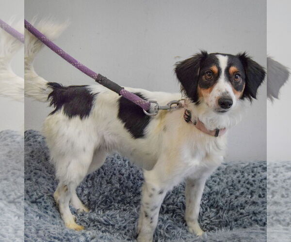 Medium Photo #2 Beagle-English Springer Spaniel Mix Puppy For Sale in Huntley, IL, USA