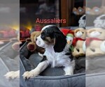 Puppy 4 Australian Shepherd-Cavalier King Charles Spaniel Mix