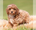 Small Photo #81 Poodle (Miniature) Puppy For Sale in WARSAW, IN, USA