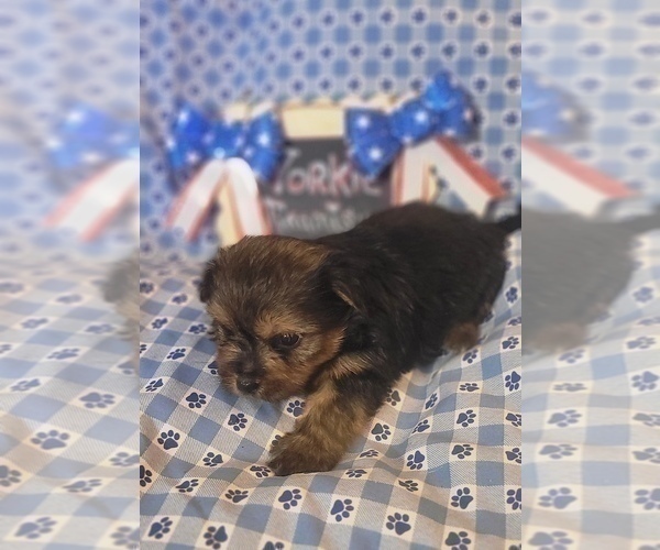 Medium Photo #25 Yorkshire Terrier Puppy For Sale in AKRON, OH, USA