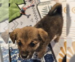 Small #2 Poodle (Miniature) Mix