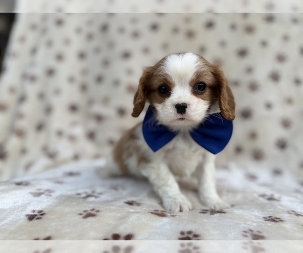 Medium Photo #7 Cavalier King Charles Spaniel Puppy For Sale in LAKELAND, FL, USA