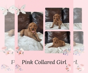 Goldendoodle Puppy for Sale in AZLE, Texas USA