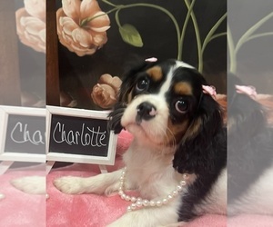Cavalier King Charles Spaniel Puppy for sale in ABILENE, TX, USA