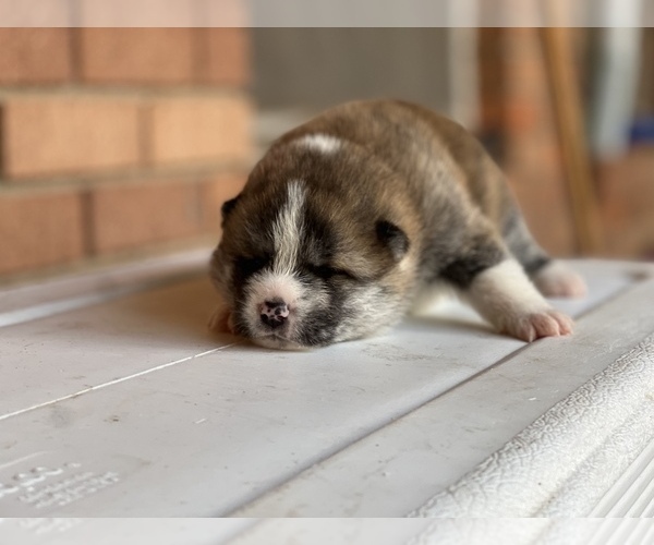 Medium Photo #5 Akita Puppy For Sale in ARLINGTON, TX, USA