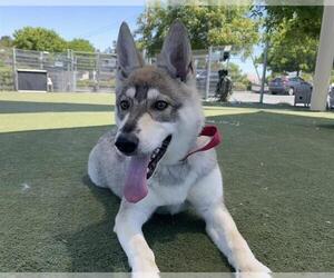German Shepherd Dog-Siberian Husky Mix Dogs for adoption in Martinez, CA, USA