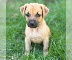 Fiji Pup - Suva - Female Colonial Cocker Spaniel-Unknown Mix Dog for Adoption - Photo #3