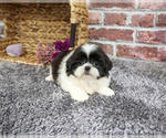 Small #3 Shih Tzu