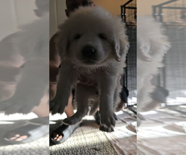 Medium Photo #1 Great Pyrenees Puppy For Sale in Pacifica, CA, USA