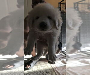 Great Pyrenees Dogs for adoption in Pacifica, CA, USA