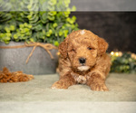 Small #1 Poodle (Miniature)