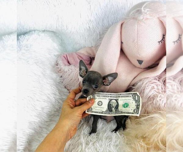 Medium Photo #13 Chihuahua Puppy For Sale in WEST PALM BEACH, FL, USA