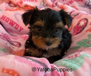 Yorkshire Terrier Puppy for sale in CENTER HILL, FL, USA