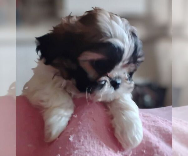 Medium Photo #1 Shih-Poo Puppy For Sale in REEDSBURG, WI, USA